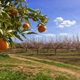 Omgeving Quinta Maragota Oost Algarve | olijfbomen en fruitboomgaarden
